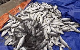 Lộ nguyên nhân cá bất ngờ chết hàng loạt tại Hà Tĩnh