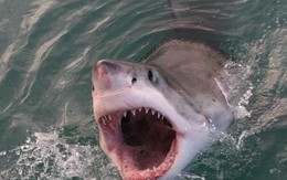 Khoảnh khắc kinh hoàng khi cá mập trắng tấn công ngư dân Mỹ