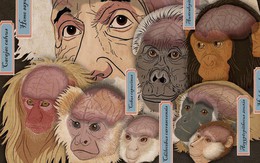 Hộp sọ kì lạ của loài khỉ cổ đại tiết lộ bí mật về cách thức bộ não của các loài linh trưởng phát triển