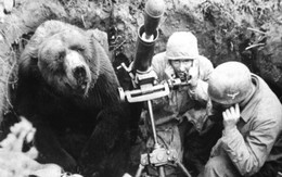 Cuộc đời kì lạ của binh nhì gấu Wojtek: Sống và chiến đấu như người lính thực thụ rồi trở thành anh hùng đáng tự hào của người Ba Lan