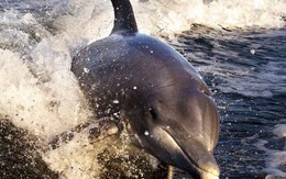 Bi kịch của cá heo châu Âu: Môi trường sống là một mớ hổ lốn toàn chất ô nhiễm, nồng độ thủy ngân cao kỷ lục