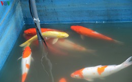 Cá Koi bơi lội khỏe mạnh sau hơn 24h được thả xuống sông Tô Lịch