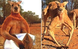 Kangaroo thời cổ đại: Cao tới 3m, nặng hơn 100kg, xương hàm cứng như thép có thể xẻ đôi thân cây lớn
