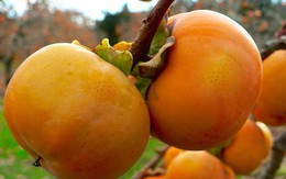 Lợi ích sức khỏe của quả hồng giòn