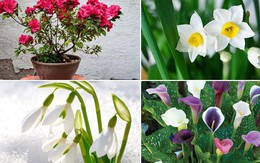 10 loại hoa nếu trồng có thể gây nguy hiểm cho sức khỏe nhưng bạn có thể không biết