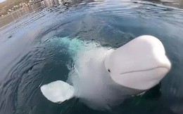 'Lỡ tay' làm rơi camera của người ta xuống nước, cậu cá voi beluga lặn xuống đáy mò tìm lại bằng được