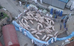 Sợ đại dịch bùng phát, dân Hàn Quốc đổ xô đi ăn thịt lợn
