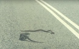 Màn đối đầu nghẹt thở giữa kỳ nhông và rắn độc trên đường cao tốc