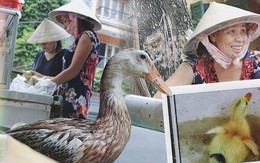 Câu chuyện kỳ lạ về tình mẫu tử của người phụ nữ bán trái cây và chú vịt biết làm nũng ở Sài Gòn