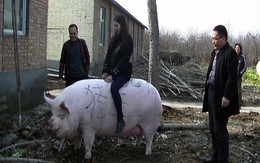 Thiếu thịt, Trung Quốc quyết định nhân giống lợn khổng lồ, to bằng gấu Bắc cực