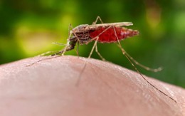 Vũ khí bí mật của Hitler: Dùng máy bay thả muỗi truyền bệnh sốt rét