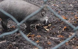 Lần đầu tiên trong lịch sử khoa học nhìn thấy cảnh lợn biết dùng gậy đào đất: Tiến hóa là có thật?