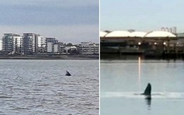 Cá voi lưng gù bơi lạc tới sông Thames đã chết