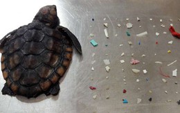 Rùa con tử nạn sau khi nuốt phải hơn 100 hạt nhựa: Còn ai dám bảo nhựa không có hại nữa?