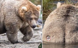 Gấu mẹ vĩ đại là có thật: Vừa tìm ra con gấu béo nhất mùa đông năm nay, nuôi con giỏi đến mức con người cũng phải bái phục