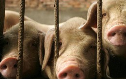 Giá thịt lợn tăng gần 70% ở Trung Quốc