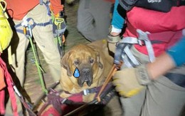 Chú chó nặng 86kg được nhân viên cứu hộ khiêng xuống núi vì xụi lơ không bước nổi