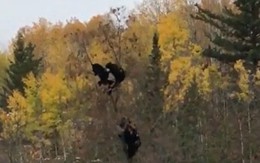 Video: Gấu mẹ trèo cây động viên các con vượt qua nỗi sợ hãi