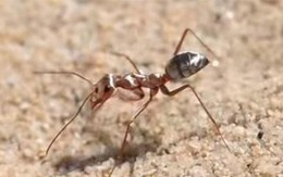 Choáng với tốc độ của loài kiến chạy nhanh nhất thế giới