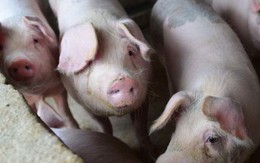 Cơn khát thịt lợn của Trung Quốc có thể mang đến núi tiền cho nông dân Mỹ
