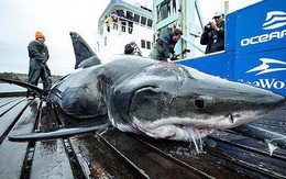 Trục vớt cá mập trắng khổng lồ nặng nửa tấn với 2 vết cắn lớn sau gáy: Hung thủ là con quái vật to cỡ nào cơ chứ?