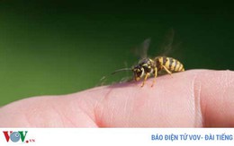 6 mẹo trị vết ong đốt tức thời