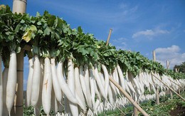 Củ cải trắng - thuốc quý cho sức khỏe mùa đông