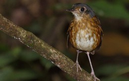 Phát hiện một loài chim mới "siêu nhút nhát" ở Colombia
