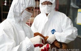 Hàn Quốc: Ca nghi nhiễm virus cúm gia cầm có thể gây tử vong ở người