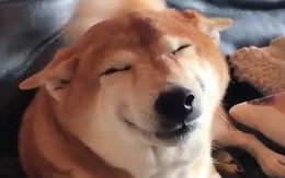 Chó Shiba Inu gây sốt vì biểu cảm tít mắt “thảo mai” khi chủ lại gần, ai nhìn cũng muốn hốt luôn về nhà nuôi