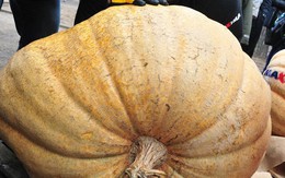Những quả bí ngô "siêu to khổng lồ" nhân ngày Halloween tại Latvia