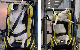 Phẫn nộ cảnh dùng lợn sống làm hình nộm thử tai nạn xe hơi tại Trung Quốc