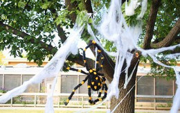 Thói quen dùng mạng nhện giả trang trí mùa Halloween: Siêu rẻ và ma mị, nhưng lại là một thảm họa sinh thái thực sự