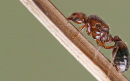 Nhật Bản nguy cơ mất hàng tỷ USD vì kiến lửa đỏ