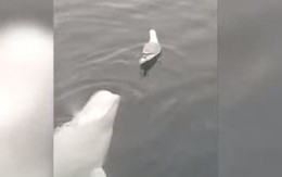 Video: Chú cá voi trắng “đùa dai” trêu chọc chim mòng biển