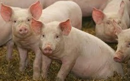 Dịch tả lợn châu Phi sẽ khiến 1/4 số lợn trên thế giới bị chết