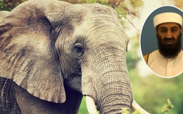 Ấn Độ: Con voi đặt tên theo trùm khủng bố Osama bin Laden tấn công dân làng khiến 5 người tử vong