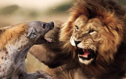 Từ câu chuyện sư tử dạy con "Hãy đối đầu với hổ báo nhưng tránh xa lũ chó điên" và bài học: Đừng tốn thời gian dây dưa với những kẻ vô lý!