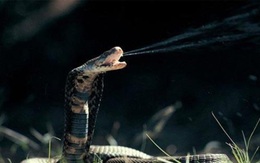 Tại sao rắn hổ mang có thể phình rộng phần cổ?