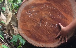 Vụ phá rừng ở VQG Phong Nha - Kẻ Bàng: Bắt, khởi tố một trạm trưởng