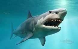 1001 thắc mắc: Vì sao cá mập không có xương?