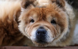 Người Hàn Quốc đổ xô mua thuốc thú y cho chó vì tin đồn chữa được ung thư