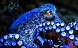 Vì sao gọi bạch tuộc là ‘quái vật biển cả’?
