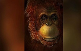 Hóa thạch tiết lộ ‘King Kong’ có họ hàng với đười ươi