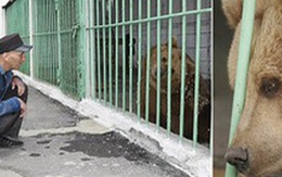Gấu nâu Katya - "nữ tù nhân" kì lạ nhất thế giới được ân xá sau khi thụ án 15 năm tù trong một nhà giam toàn tội phạm nguy hiểm