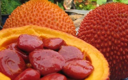 Rượu hạt gấc giảm đau nhức