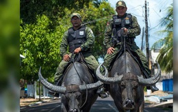 Cảnh sát Brazil gây sốt khi cưỡi trâu nước đi tuần tra