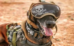 Quân đội Mỹ phát triển mũ bảo vệ tai cho chó nghiệp vụ