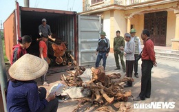 Đại hạ giá chục tỷ đồng, 5 tấn gỗ sưa ở Hà Nội vẫn không ai mua