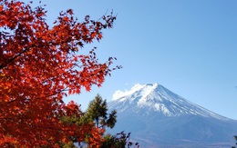 Vẻ đẹp quyến rũ mê hồn của mùa thu trên đỉnh núi Phú Sĩ (Nhật Bản)